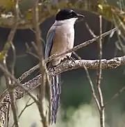Iberian magpie