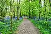 Bisham Woods