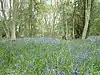 Monks Wood