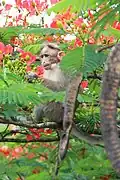A bonnet macaque eating flowers