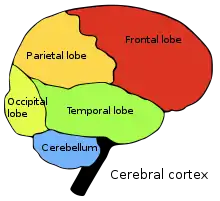 Four cerebral lobes and cerebellum: Occipital lobe Parietal lobe Frontal lobe Temporal lobe