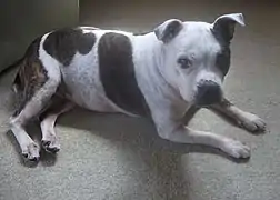 Brindle &white