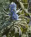 Buddleja salviifolia (sage).