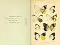 Book page showing watercolour plate of butterfly specimens