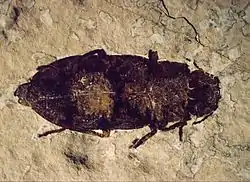 A well-preserved Buprestidae beetle (3.5&nbsp;cm or 1.4&nbsp;in long) from the FBNM collections. Other beetles, flies and Hemiptera bugs have also been found in the Fossil Lake sediments.