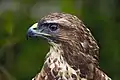 At Hamerton Zoo, England