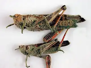 Locusts killed by the naturally occurring fungus Metarhizium, an environmentally friendly means of biological control