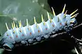 Larva