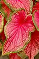 Leaf closeup (Caladium bicolor  'Florida Sweetheart')