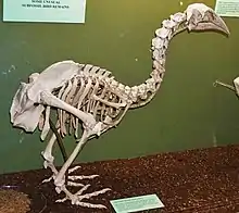 Mounted skeleton of a robustly built bird