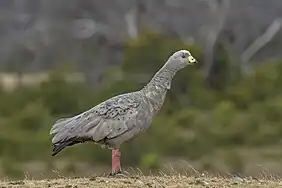 Adult, Kangaroo Island