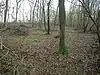 Carlton Wood