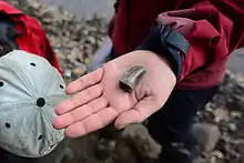 A dinosaur tooth fossil held in a palenotologist's hand