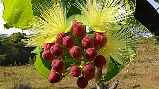 "flowers"