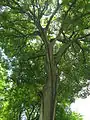 Chinese hackberry (C.&nbsp;sinensis)