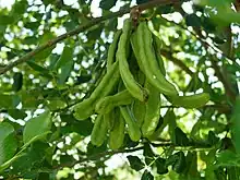 Green carob fruit pods on tree, 15&nbsp;cm (6&nbsp;in) long