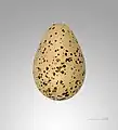 Egg – MHNT
