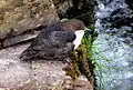 At Brandon Creek, County Kerry, Ireland