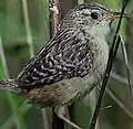 Sedge wren