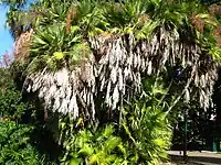 Acoelorraphe wrightii  (Arecaceae)