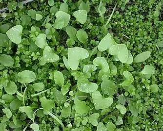The basal leaves are petiolate and cordate.