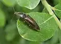 Click beetle, Athous haemorrhoidalis, on sallow
