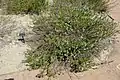 Clinopodium dentatum