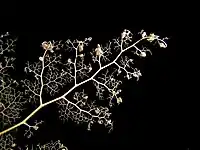 Close-up of Astroboa nuda basket star arm