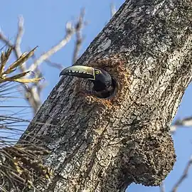 looking out of the nestP. t. torquatus, Guatemala