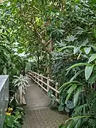 Rainforest biome