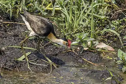 Adult