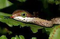 Juvenile common boomslang (Dispholidus t. typus)