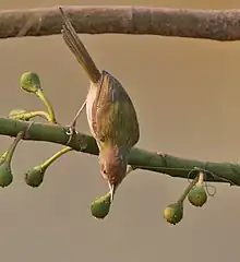 Foraging for insects in Kolkata, West Bengal, India