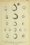 Comparison of fruit by João Barbosa Rodrigues in 1901. B. eriospatha is 'D' (note the smaller, very round fruit); B. yatay is 'A', B. odorata is 'B' & 'C', and Syagrus coronata is 'E'.