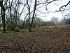 Coombe Wood