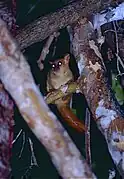 Brown lemur