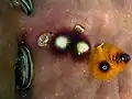 Christmass Tree worm in Thailand, from TimSCChristmas tree worm from Papua New Guinea.