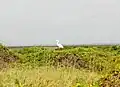 Great egret Ardea alba