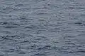 A group 200 nm east of Madeira