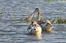 Juveniles in Rio Grande do Sul, Brazil