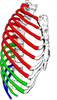 &nbsp;&nbsp;true / fixed ribs &nbsp;&nbsp;false ribs&nbsp;&nbsp;false and floating ribs