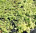 Crassula pellucida