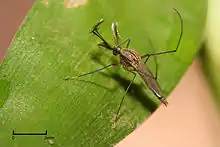 Mosquito perched on a green leaf