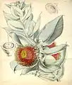 E.&nbsp;macrocarpa, as figured by Walter Hood Fitch in 1847.