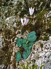 C.&nbsp;creticum