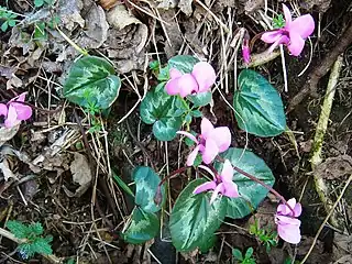 C.&nbsp;coum subsp. caucasicum