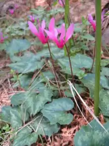 C.&nbsp;repandum