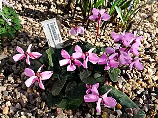 C.&nbsp;alpinum