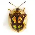 Deloyala guttata, mottled tortoise beetle, showing typical shape and patches of metallic coloration