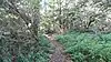 Path in Denham Lock Wood